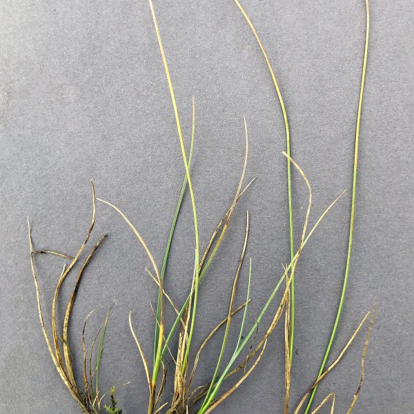 Carex glareosa Fi Alta Transfarelva 2021.08 9 R.Elven a